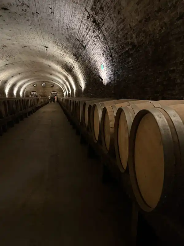 A long vaulted cellar lined with oak wine barrels