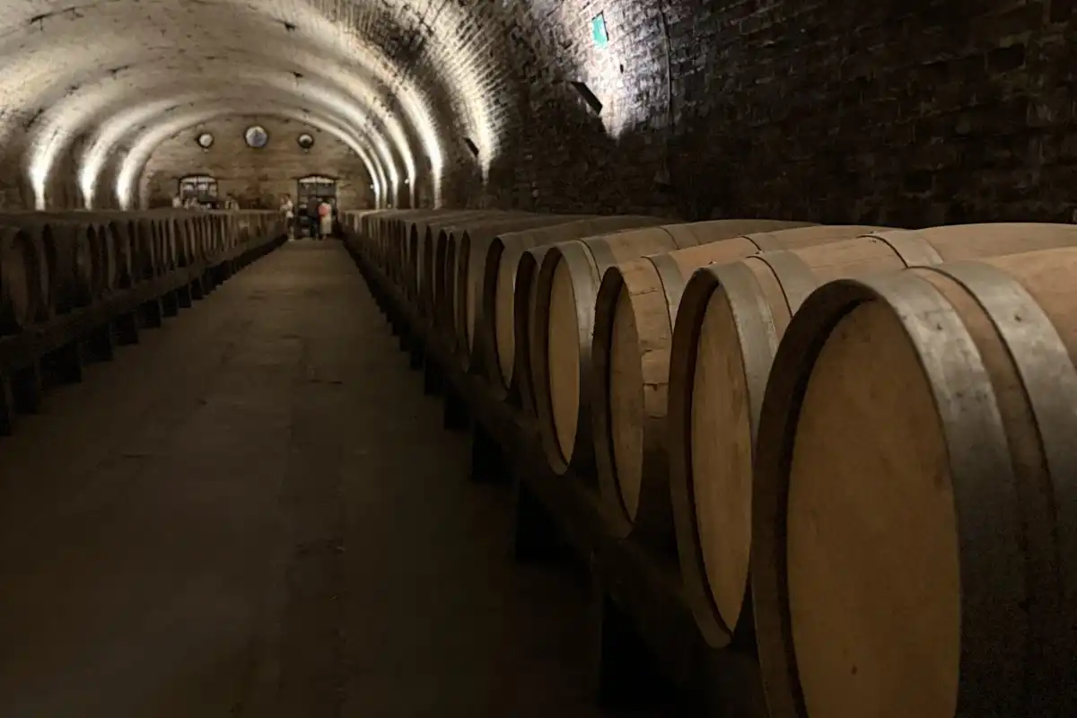 A long vaulted cellar lined with oak wine barrels